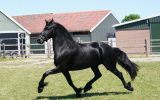 Stunning Freisian Mare.  on HorseYard.com.au (thumbnail)