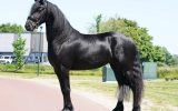 Driving Friesian horses. on HorseYard.com.au (thumbnail)
