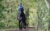 Heavenly Sent Friesian Gelding Horse. on HorseYard.com.au (thumbnail)