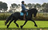 Youth boy friesian gelding horse. on HorseYard.com.au (thumbnail)