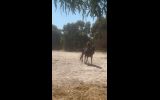 Beautiful 17hh standy on HorseYard.com.au (thumbnail)