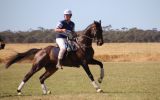 POLOCROSSE HORSE  - REGRETFUL SALE on HorseYard.com.au (thumbnail)