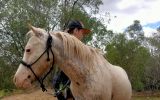 Beautiful Palouse lead line pony gelding on HorseYard.com.au (thumbnail)