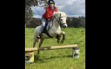 perfect beginner pony on HorseYard.com.au (thumbnail)