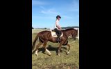 Australian Stock Horse on HorseYard.com.au (thumbnail)