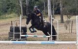 Gentle, responsive registered Percheron Warmblood Gelding  on HorseYard.com.au (thumbnail)