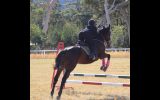 Tb mare  on HorseYard.com.au (thumbnail)