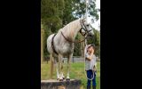 Arab x Welsh Gelding on HorseYard.com.au (thumbnail)