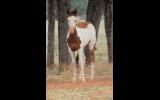 Paint weanling filly on HorseYard.com.au (thumbnail)