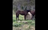 Quiet Kind mare  on HorseYard.com.au (thumbnail)