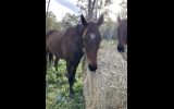 Quiet Kind mare  on HorseYard.com.au (thumbnail)