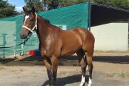 thoroughbred 6yo mare  on HorseYard.com.au
