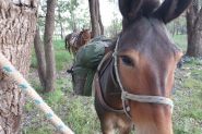Mule for sale on HorseYard.com.au