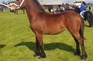 Welsh D Filly 9 months to reach 14.3hh on HorseYard.com.au