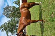 Loki Stock x TB on HorseYard.com.au