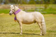 Outstanding AMPS/APSB gelding - 2 years - Royal Show Quality on HorseYard.com.au