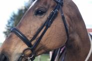 Thoroughbred mare on HorseYard.com.au