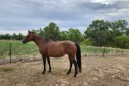 Horse and Pony pair on HorseYard.com.au