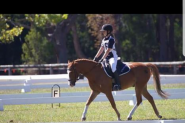 Australian Riding Pony on HorseYard.com.au