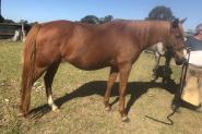Chestnut mare on HorseYard.com.au