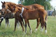 German Riding Pony Filly on HorseYard.com.au