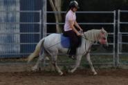 Registered Australian Pony Gelding on HorseYard.com.au