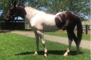 Skewbald Standardbred Stallion on HorseYard.com.au