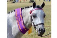 Australian Pony Mare on HorseYard.com.au