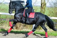 A stunning 7½ years old black pure bred Friesian  stallion. on HorseYard.com.au