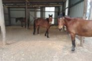 3 Brumby horses available - Free to good owner on HorseYard.com.au