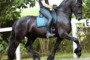 8 yrs old Year Old Friesian Gelding . on HorseYard.com.au