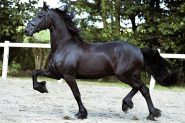 OLIVER 5 yrs old Year Old Friesian Gelding . on HorseYard.com.au