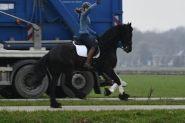 Uncomplicated horse suitable for dressage and hacking out alone. on HorseYard.com.au