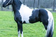 Heino 7 Year Old Friesian STER Gelding . on HorseYard.com.au