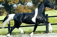 7 yr old Year Old Friesian Gelding . on HorseYard.com.au