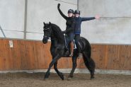 Black Friesian Mare on HorseYard.com.au