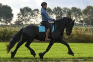 Beautiful Rare Mature 7 Yr Friesian Gelding At Black Sterling Friesians . on HorseYard.com.au