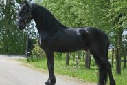 Cute Friesian Gelding Horse for sale . on HorseYard.com.au