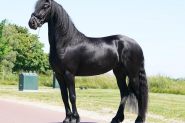 Dominic Friesian Sport Horse With Show Potential on HorseYard.com.au