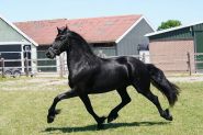 Stunning Freisian Mare.  on HorseYard.com.au