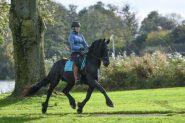 Super All Around Family/Children's Friesian Gelding . on HorseYard.com.au