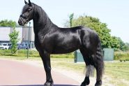 Smooth skin friesian gelding horse Koko on HorseYard.com.au