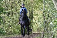 Heavenly Sent Friesian Gelding Horse. on HorseYard.com.au