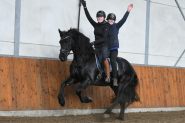 Quick Learner Friesian Gelding Horse. on HorseYard.com.au