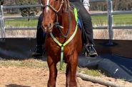 Nice loving little chestnut gilding on HorseYard.com.au