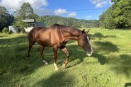 15 hh thoroughbred Geilding 11yrs old Chestnut with white markings on HorseYard.com.au