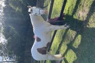 Paint gelding on HorseYard.com.au