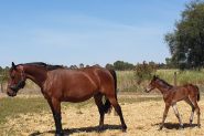 FREE LEASE*TROTTING BROODMARE*PROVEN BREEDER*READY NOW on HorseYard.com.au