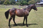 Quarab Filly on HorseYard.com.au