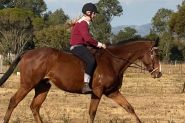 Beginner friendly 8 year old ott gelding thoroughbred on HorseYard.com.au